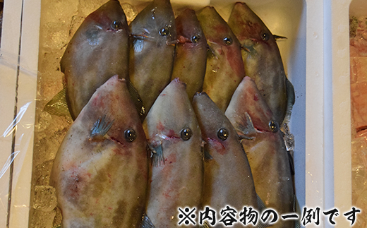 新潟県寺泊産【鮮魚5～6kg】詰合せ