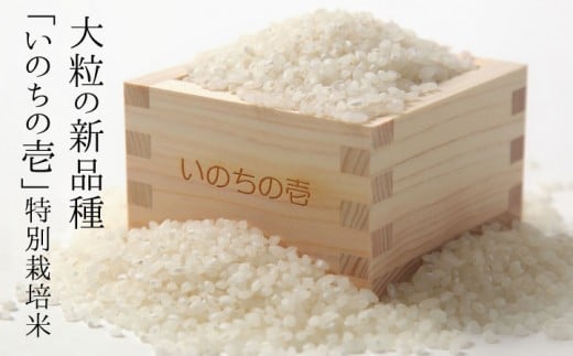 《先行予約》新米 令和4年産 特別栽培米 『いのちの壱』 5kg×3 計15kg 