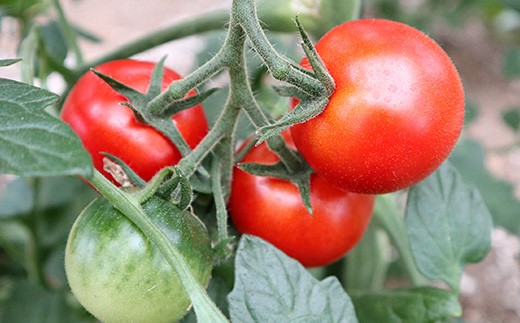 トマトの品種はフルティカ　リコピンが普通のトマトの2倍！