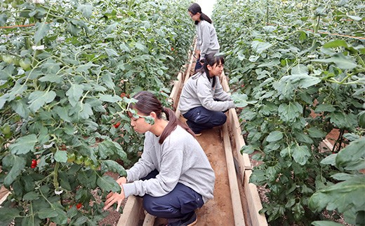 君津高校園芸科の生徒さんは夏休みもトマトの成長を見つづけています