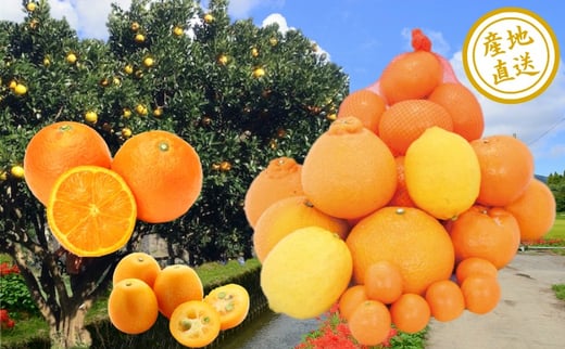 ◇旬の柑橘類詰合せセット
