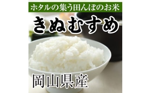 TA-06-12. 真庭市産きぬむすめ　無洗米10ｋｇ(5kg×2袋）×12回（定期便）