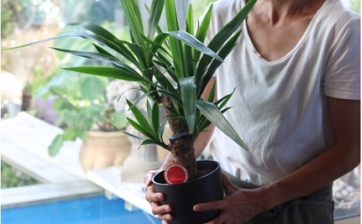 植物のある暮らし 観葉植物 テーブルプランツ Lotus Garden 山形県酒田市 ふるさと納税 ふるさとチョイス