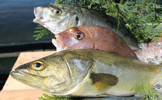 延岡市島浦島育ちの厳選鮮魚セット