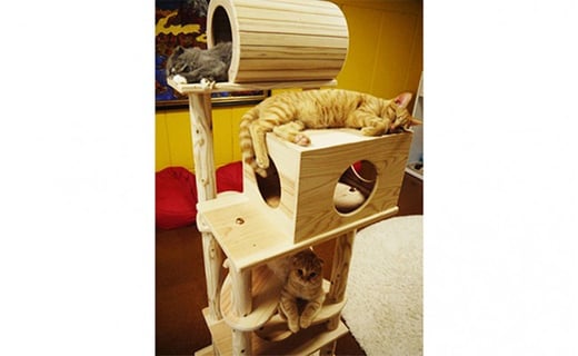 5771 1048 木のキャットタワー 猫まみれツリーハウス 福島県猪苗代町 ふるさと納税 ふるさとチョイス