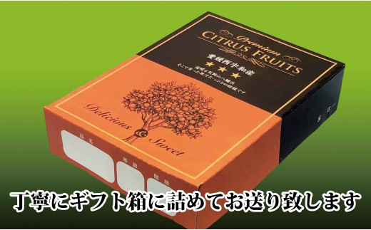 C39 16 上杉農園のぷるぷる新食感 マドンナ ３kg 愛媛県八幡浜市 ふるさと納税 ふるさとチョイス