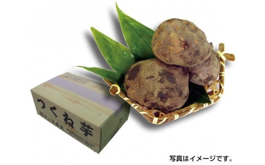 つくね芋 約2kg / 野菜 いも 大和芋 タンパク質 ジアスターゼ 奈良県 特産品