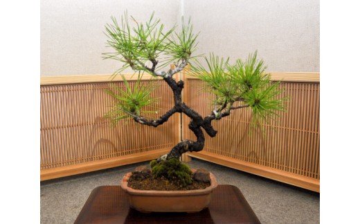 赤松（ケンガイ）盆栽　樹齢30年