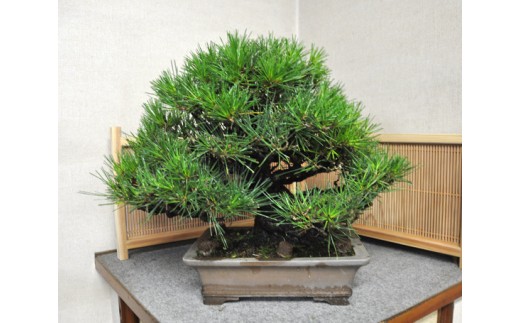 0073 黒松盆栽 中型サイズ 樹齢15 年程度 埼玉県さいたま市 ふるさと納税 ふるさとチョイス