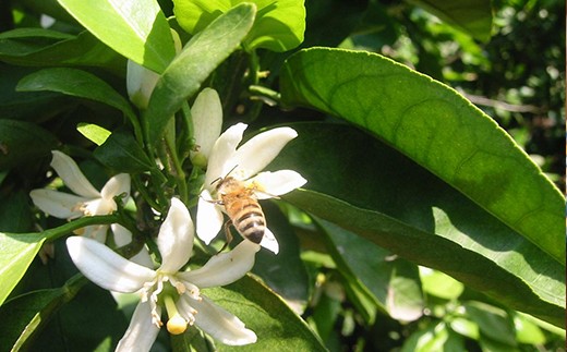 畑に咲いたみかんの花の蜜を集めるミツバチ