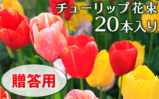 0257 贈答用 チューリップ花束本入り 新潟県胎内市 ふるさと納税 ふるさとチョイス