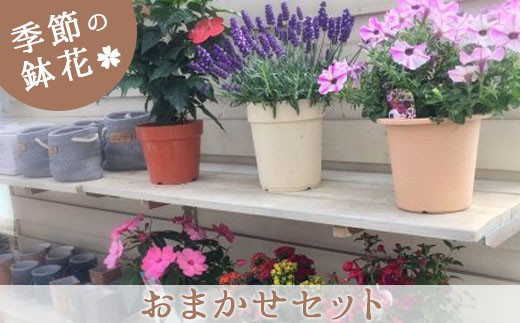 季節の鉢花おまかせセット(4～5鉢)