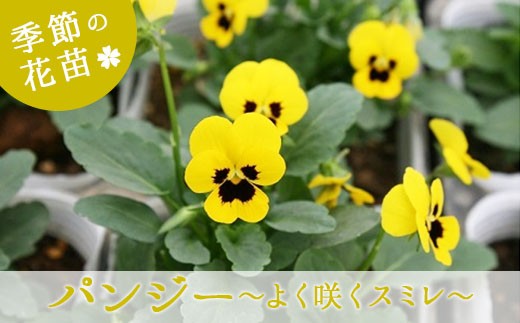 J 23 季節の花苗 パンジー よく咲くスミレ 埼玉県鴻巣市 ふるさと納税 ふるさとチョイス