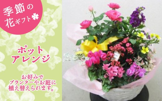 埼玉県鴻巣市の パンジーハウス 季節の花 一覧 ふるさと納税 ふるさとチョイス