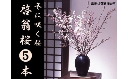 食の都庄内 冬に咲く桜「啓翁桜」(5本束)