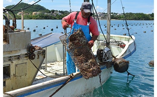 沖縄県石垣市のふるさと納税 石垣島産 黒蝶真珠 パール ネックレス（ネックレス全長約42cm）【 国産 真珠 パールネックレス 黒蝶パール 黒蝶貝パール アクセサリー ネックレス パール 真珠ネックレス 高級 黒蝶 沖縄県 沖縄 琉球 八重山 八重山諸島 石垣島 石垣市 石垣 沖縄産 】RS-16