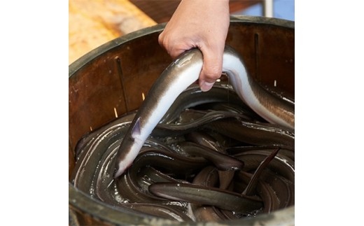国産うなぎの白焼き特大4匹セット 戸村川魚店 千葉県香取市 ふるさと納税 ふるさとチョイス