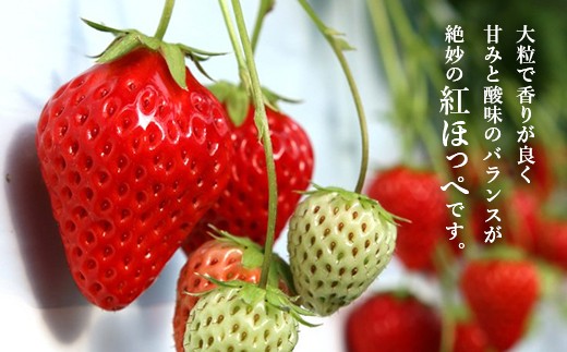 １１７７ 大粒いちご 紅ほっぺ 500g ２p R3年1月上旬から順次発送 赤ずきんちゃんのおもしろ農園 静岡県掛川市 ふるさと納税 ふるさとチョイス