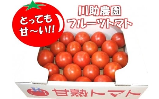 【5月末まで申込受付】とっても甘～い！川助農園のフルーツトマト1.5kg以上（最大糖度15.3度！！）