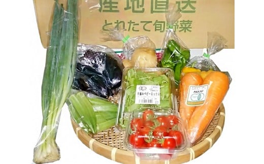 No.117 新鮮野菜セット ／ やさい 詰合せ 旬 千葉県 582768 - 千葉県匝瑳市
