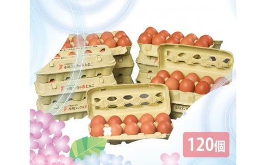 No.141 小川エッグの赤たまごLサイズ贈答用　120個 ／ 卵 タマゴ 玉子 新鮮 千葉県