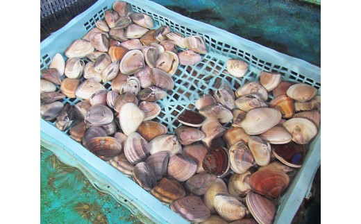 No 162 九十九里産ハマグリ 冷凍 約3kg 貝 蛤 はまぐり 千葉県 千葉県匝瑳市 ふるさと納税 ふるさとチョイス