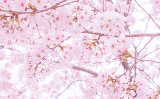 桜の華やかな香りが広がる山桜