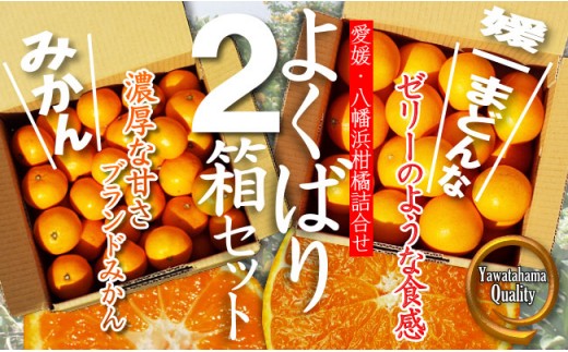 C28-29.≪ 八幡浜 産 柑橘詰合せ ≫「 媛一 みかん 」と「 媛一 まどんな 」の２品種・約 ５kg|農ぷらす愛媛株式会社