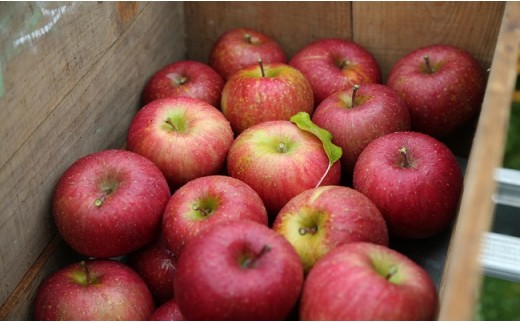 広大な敷地でりんごがたわわに実ります。フレッシュなジュースでリンゴそのものの美味しさをお楽しみください。