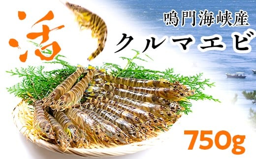 E 1 お届け日指定可 クルマエビ 500g 徳島県鳴門市 ふるさと納税 ふるさとチョイス