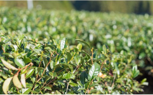 そのぎ茶「秀緑」と美軽茶 ギフトセット 茶 お茶 緑茶 茶葉 ティーバッグ 東彼杵町/西坂秀徳製茶[BBP001]