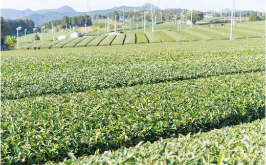 そのぎ茶「秀緑」と美軽茶 ギフトセット 茶 お茶 緑茶 茶葉 ティーバッグ 東彼杵町/西坂秀徳製茶[BBP001]