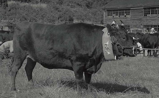 明治の初め、当地で教鞭をとったヘンリー・ダラスが帰任する際、本町の牛1頭を横浜に引き連れ帰ったのがきっかけと言われています。