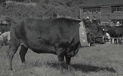 明治の初め、横浜でふるまわれた本町の黒毛牛が、米沢牛が全国に知られるきっかけと言われています。