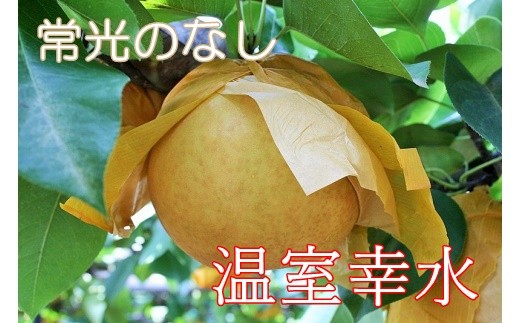 甘くみずみずしい常光(じょうこう)の旬の梨です