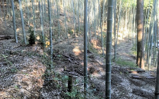 竹林を適度に間伐することで、地面まで日光が届きタケノコの成長を促します。