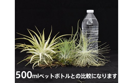 No 107 ティランジア エアプランツ 大 植物 観葉植物 セット 愛知県 愛知県東浦町 ふるさと納税 ふるさとチョイス