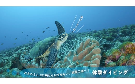 015-01　海の生き物にたくさん出会えるダイビング体験