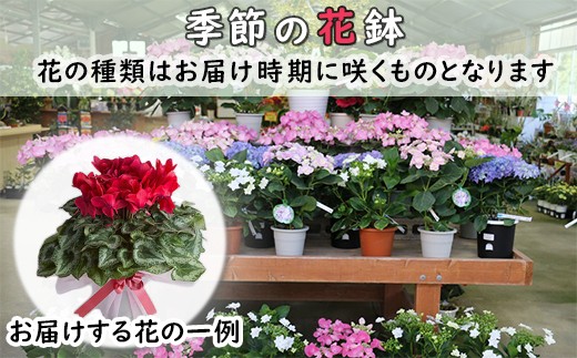 館山季節の花鉢