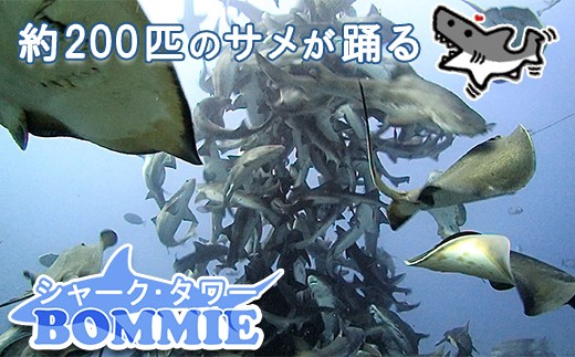 約200匹のサメと一緒に泳ぐことができます。