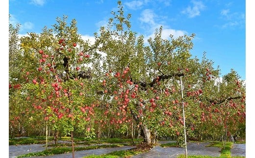 北陵果樹研究会では、1個1個のりんごにラ・フランスの2倍もの手間暇と時間をかけて、愛情たっぷりに育てています! 