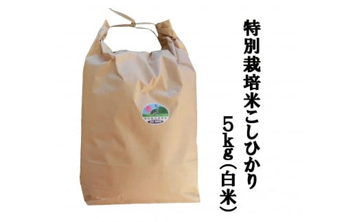 MS-12減農薬・減化学肥料　特別栽培米こしひかり5kg 866172 - 鳥取県大山町