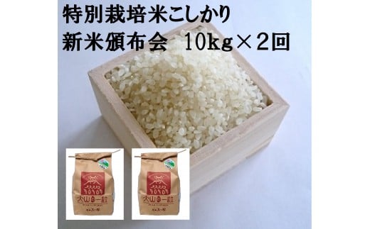 MS-21　特別栽培米こしひかり(令和5年産新米)10kg×2回 866011 - 鳥取県大山町
