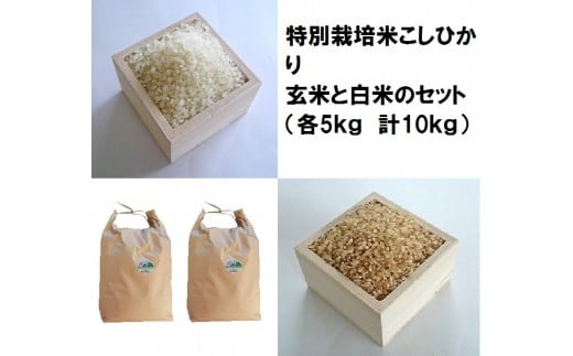 減農薬・減化学肥料 特別栽培米こしひかり白米と玄米セット 各5kg 計10kg