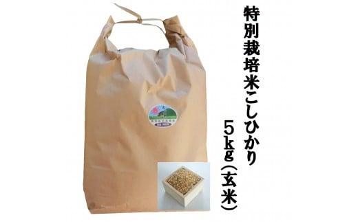 MS-15 減農薬・減化学肥料　特別栽培米こしひかり5kg（玄米） 866174 - 鳥取県大山町