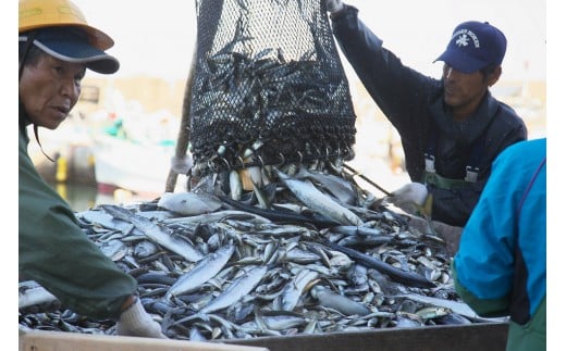 Om 04 獲れたて鮮魚 サワラ約2kg 1匹 鳥取県大山町 ふるさと納税 ふるさとチョイス