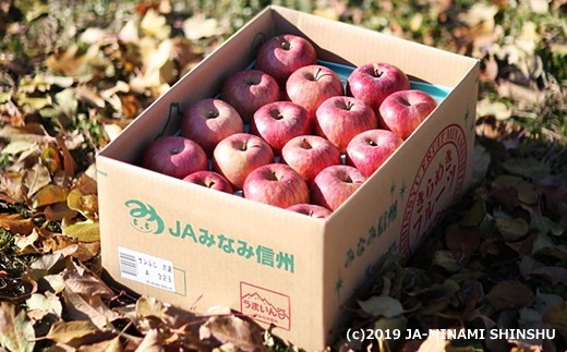 りんご サンふじ※訳あり品※ 約10kg[20〜40玉]