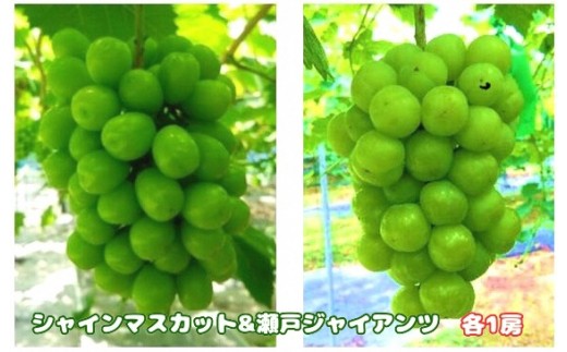 先行予約 食べ比べセット たたらみねらる シャインマスカット + 瀬戸ジャイアンツ 各１房 種無し ぶどう 果物 フルーツ マスカット  （2024年産先行受付:8月下旬より発送予定））2-23a　