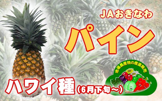 Ae 9 ハワイパイン ｊａおきなわ ６月下旬からの発送 沖縄県石垣市 ふるさと納税 ふるさとチョイス