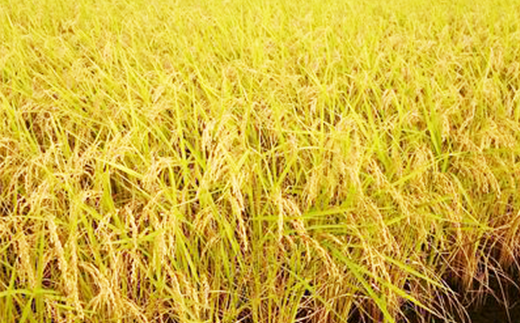 安心安全な「特別栽培米」